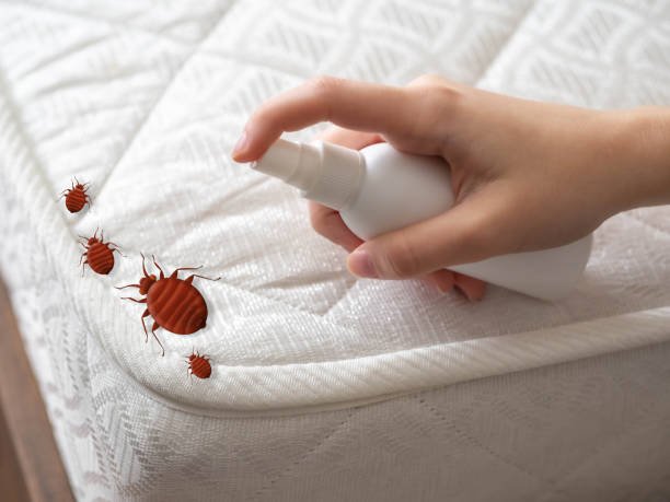 Reliable Steep Falls, ME Pest Control Solutions